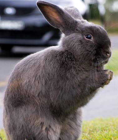 Real Estate properties Umina Beach Real Estate properties are very animal friendly in Umina Beach